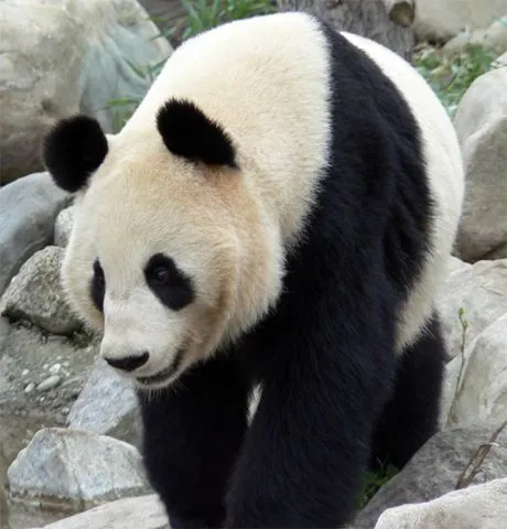 El Oso Panda | Dignarodriguez's Weblog