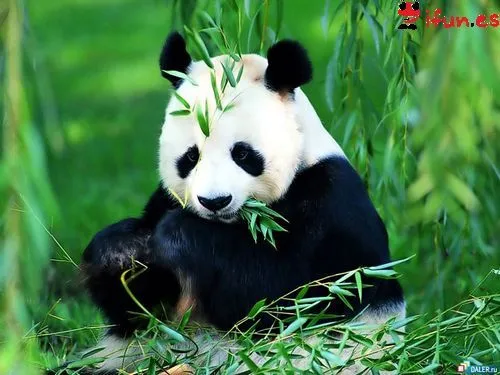 What is the best way to say Happy Birthday Fidalgo? | SpanishDict ... What is the best way to say Happy Birthday Fidalgo? | SpanishDict ...