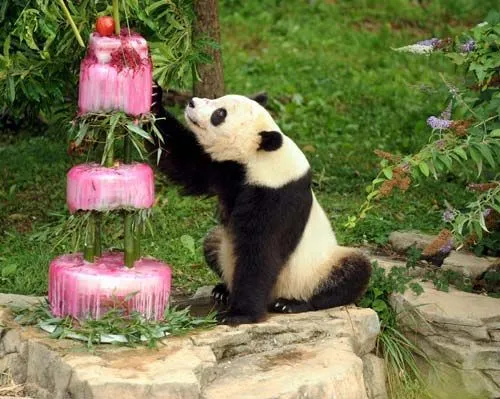 Feliz cumpleaños panda - Imagui Feliz cumpleaños panda - Imagui