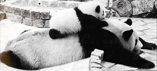 oso panda gif | Tumblr