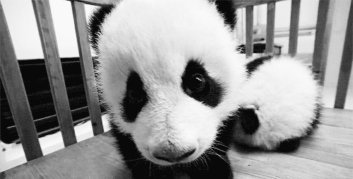 oso panda gif | Tumblr