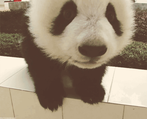 oso panda gifs | WiffleGif