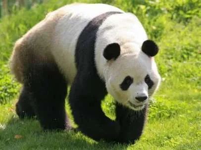 Oso panda - Noticias, Fotos, Encuestas y Trivials de Oso panda en ...