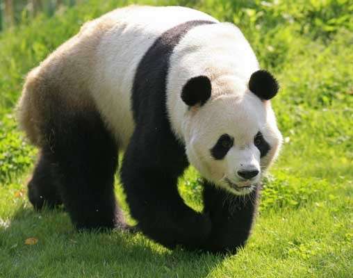 Los hombres prehistóricos chinos comían osos pandas - 20minutos.es Los hombres prehistóricos chinos comían osos pandas - 20minutos.es