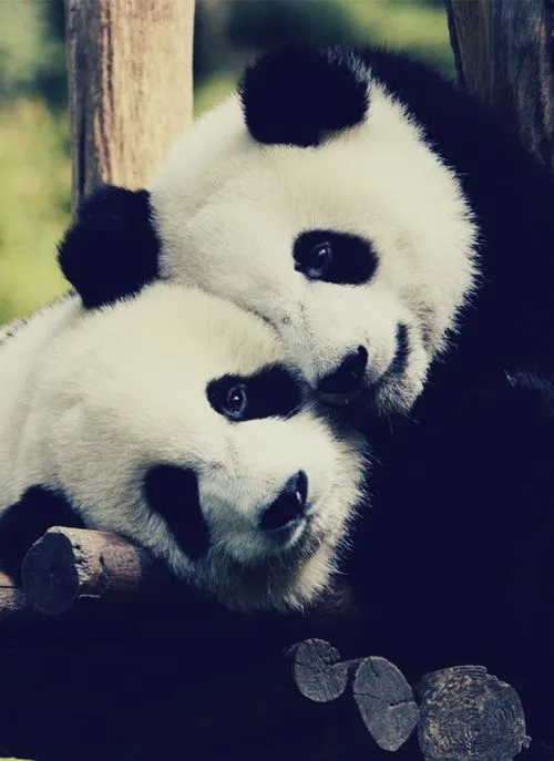 Oso Panda - Mi sitio