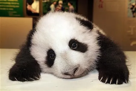 Oso panda - Taringa!