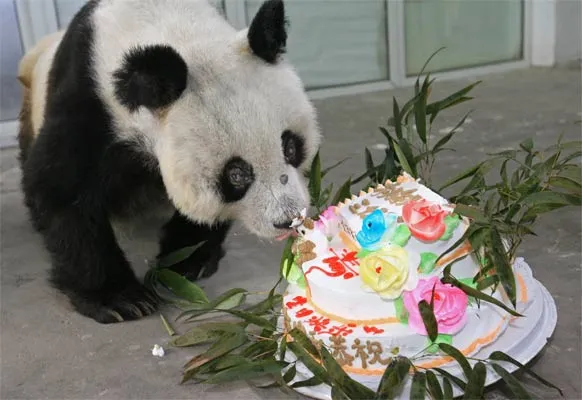 El oso panda más viejo del mundo cumple 35 años, el equivalente a ... El oso panda más viejo del mundo cumple 35 años, el equivalente a ...