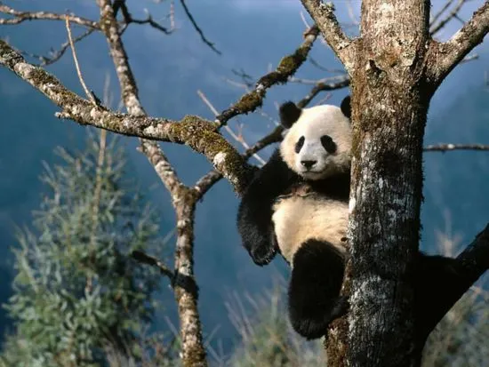 Oso panda | Wikifaunia, tu enciclopedia de animales Oso panda | Wikifaunia, tu enciclopedia de animales