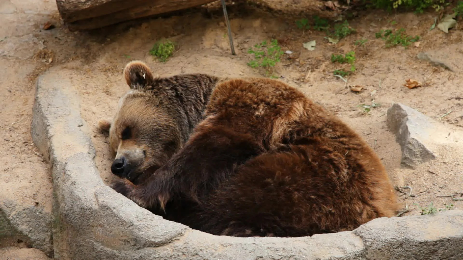 Oso Pardo Durmiendo En Un Zoológico Archivos de Video #25005940 ... Oso Pardo Durmiendo En Un Zoológico Archivos de Video #25005940 ...