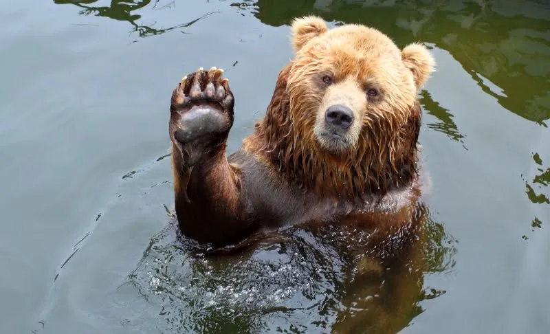 Oso peligroso saludando a sus compañeros | <!-- Start --> <title ...