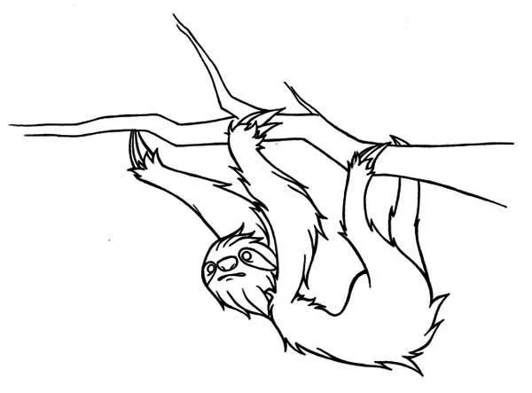 dibujo-del-oso-pereozoso-para- ...