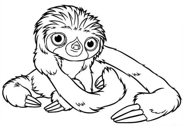 Oso perezoso para colorear