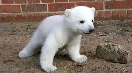 oso polar bebe