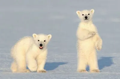 oso polar bebe 2