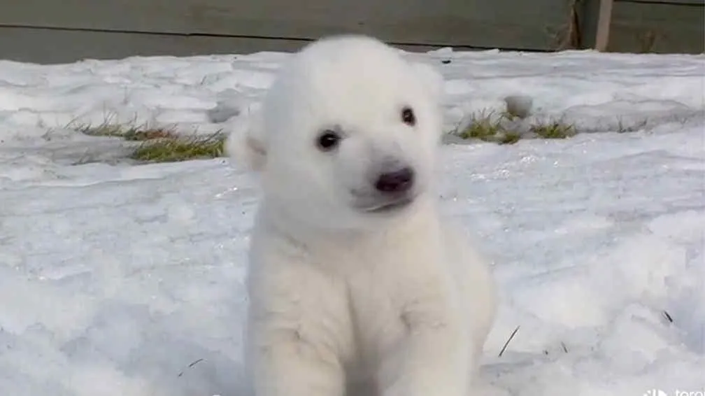 Un oso polar bebé cautiva a todos en Canadá | La Voz del Interior Un oso polar bebé cautiva a todos en Canadá | La Voz del Interior