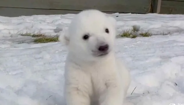 Un oso polar bebé cautiva a todos en Canadá | La Voz del Interior Un oso polar bebé cautiva a todos en Canadá | La Voz del Interior