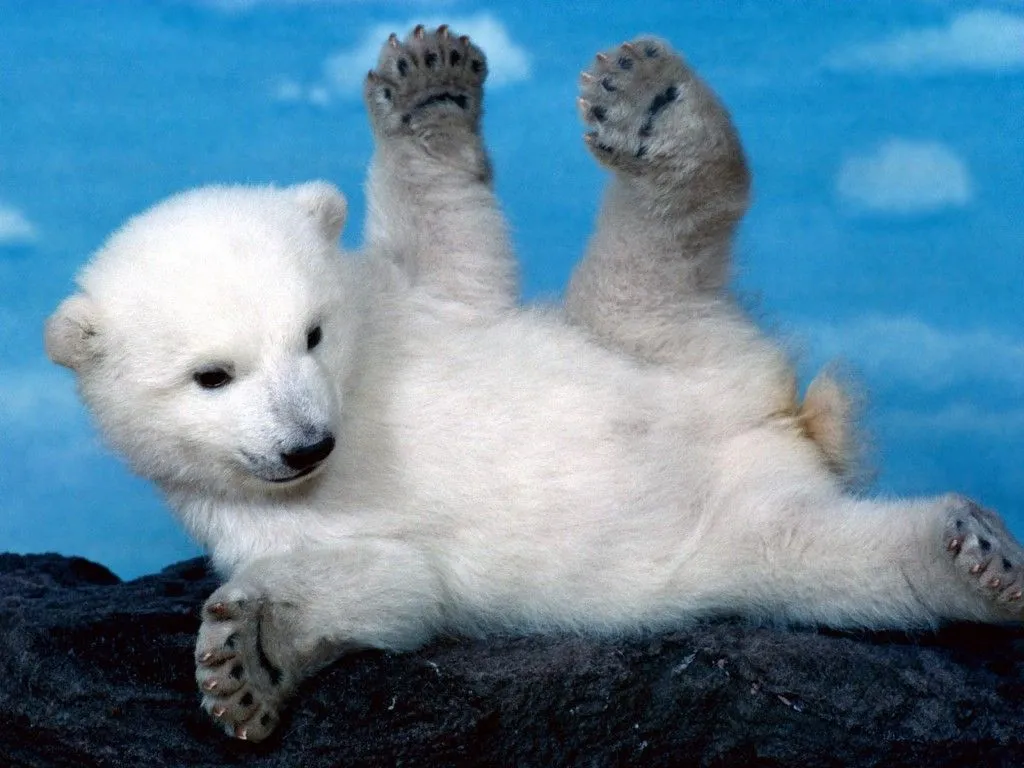 oso polar bebe dibujo