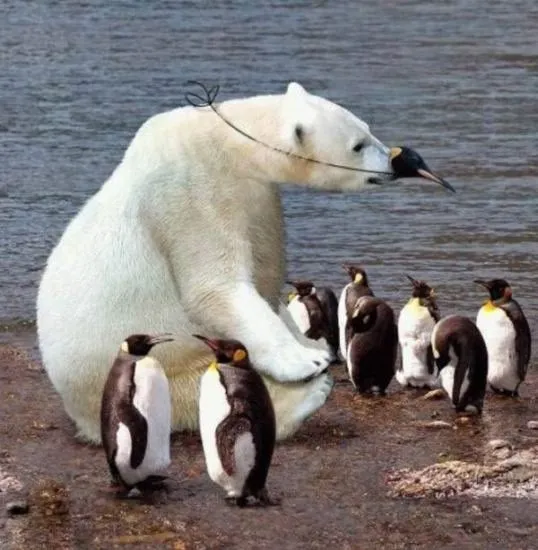 oso polar bebe wikipedia