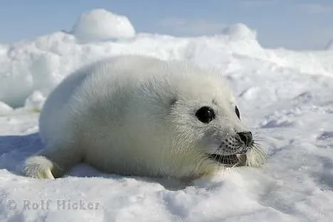 oso polar el oso polar bebe descansa y mira su madre osa polar que se ... oso polar el oso polar bebe descansa y mira su madre osa polar que se ...