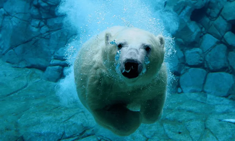 Oso polar Wallpapers - Aplicaciones de Android en Google Play Oso polar Wallpapers - Aplicaciones de Android en Google Play