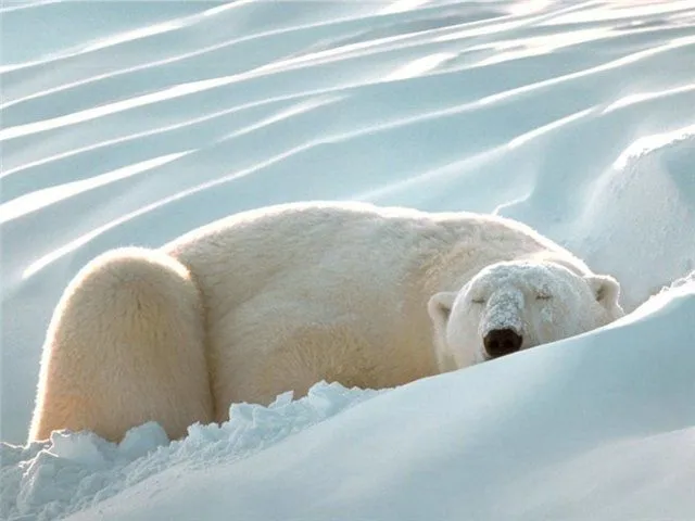 OSOS DURMIENDO - Imagui