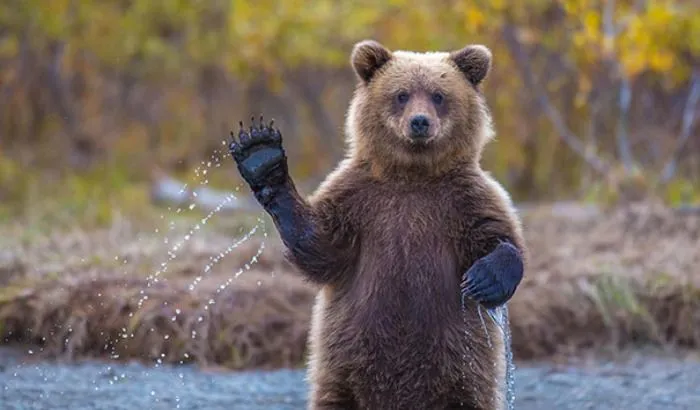 Osos Fotografiados Haciendo Cosas De Humanos | Bastísimo