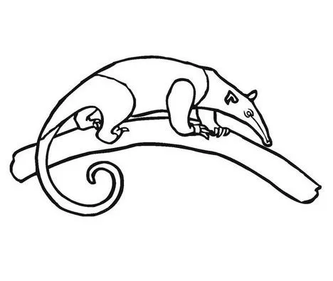 OSOS HORMIGUEROS DIBUJOS PARA COLOREAR | Dibujos para colorear OSOS HORMIGUEROS DIBUJOS PARA COLOREAR | Dibujos para colorear