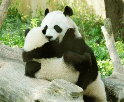 Entre Osos: Palabras para Reflexionar - Un Enigma Llamado Amor Entre Osos: Palabras para Reflexionar - Un Enigma Llamado Amor