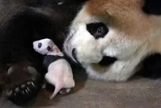 Osos panda