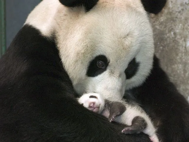 LOS OSOS PANDA!!!