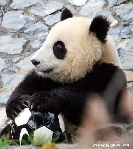 Osos panda bebés tiernos - Imagui