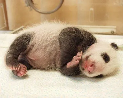 Osos panda bebés tiernos - Imagui