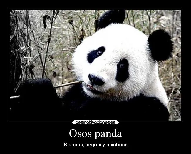 Osos panda | Desmotivaciones