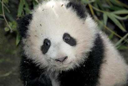 Osos panda: Imagenes de Osos Pandas Bebés