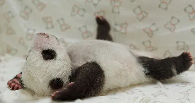 Osos Pandas Bebés en Pinterest | Osos Panda, Bebés De Panda y ...