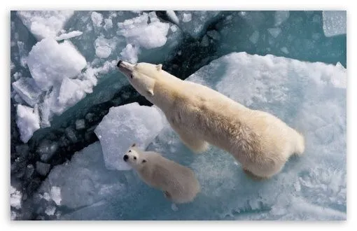 Osos Polar HD desktop wallpaper : Widescreen : High Definition ...