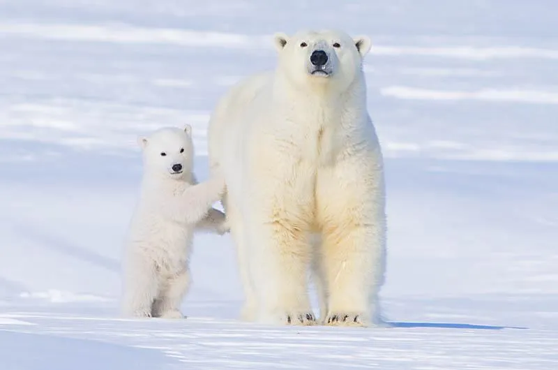 osos polares | Ecomunicar Publicidad Sustentable