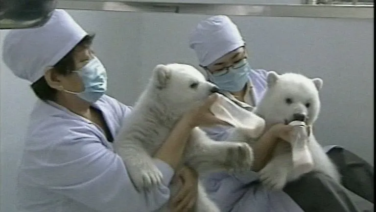 Como nace el oso polar - Imagui