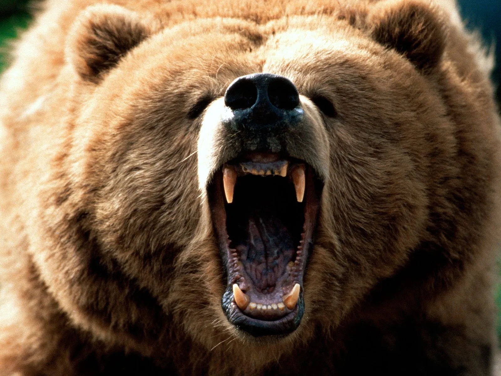 EL HOMBRE QUE MATO A LIBERTY VALANCE: OSO GRIZZLY - EL MAJESTUOSO ...