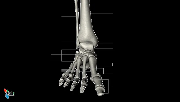Ossa Tarsali - Atlante Anatomico immagine numero 30 - ABCsalute Ossa Tarsali - Atlante Anatomico immagine numero 30 - ABCsalute