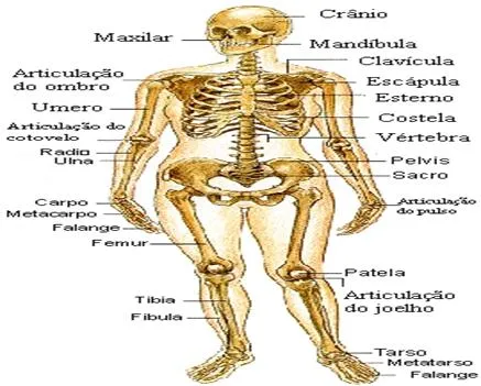 Anatomía humana general (página 2) - Monografias. Anatomía humana general (página 2) - Monografias.