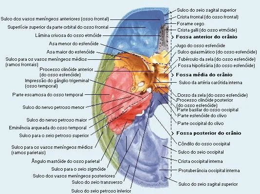 Osteologia: Esqueleto Axial – Crânio | Oi, Medicina Osteologia: Esqueleto Axial – Crânio | Oi, Medicina