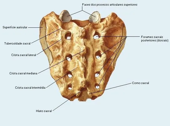 Anatomia Humana - Osteologia - Coluna Vertebral Anatomia Humana - Osteologia - Coluna Vertebral