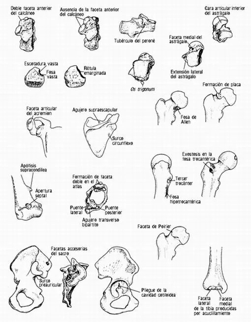 Esqueleto por partes para imprimir - Imagui Esqueleto por partes para imprimir - Imagui