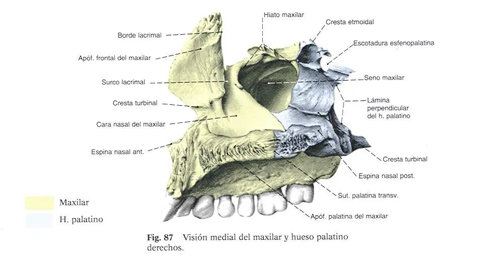Osteologia Maxilar Superior | CFP-Ricardo Rojas - MORON Tecnico de ... Osteologia Maxilar Superior | CFP-Ricardo Rojas - MORON Tecnico de ...