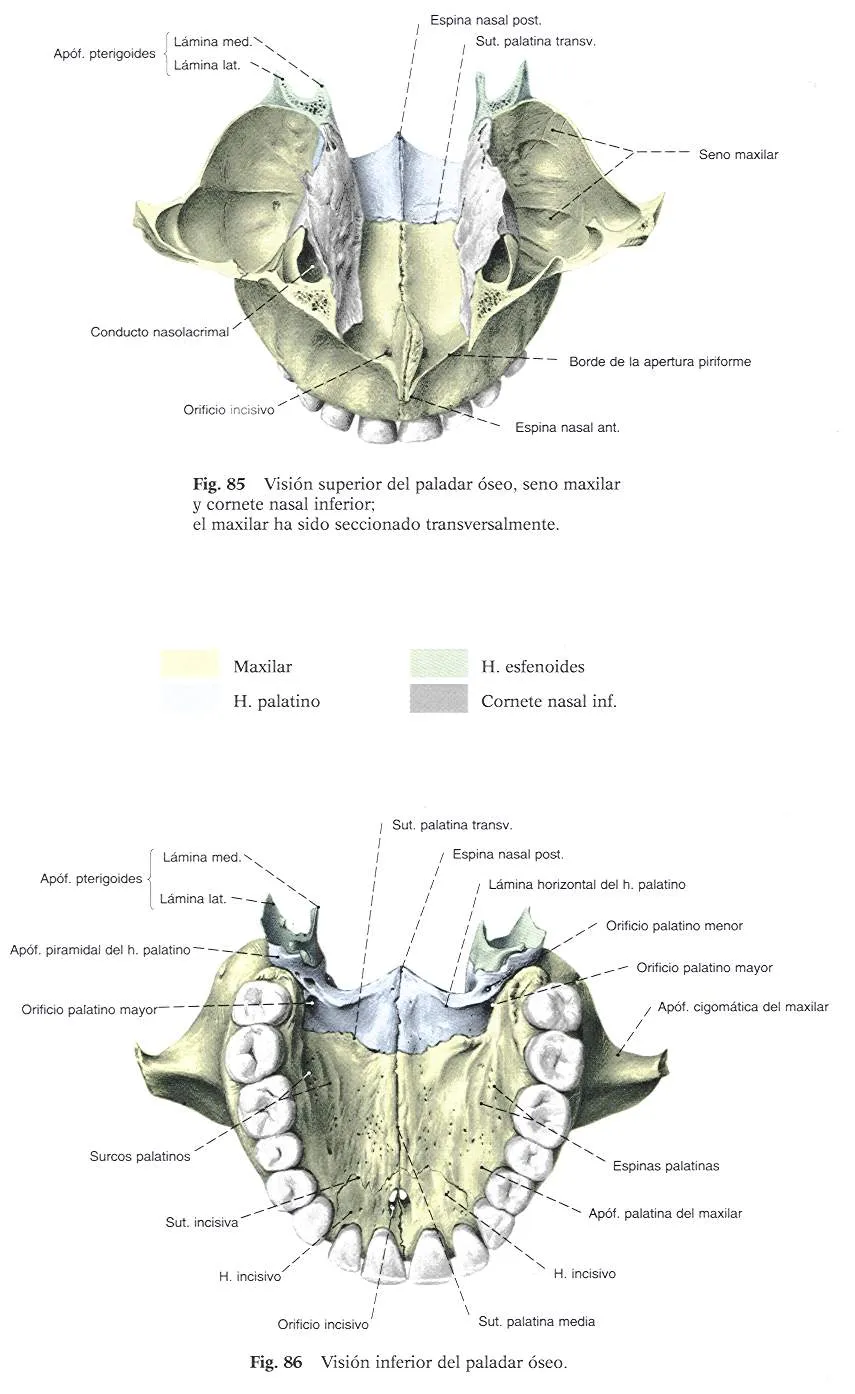 Osteologia Maxilar Superior | CFP-Ricardo Rojas - MORON Tecnico de ... Osteologia Maxilar Superior | CFP-Ricardo Rojas - MORON Tecnico de ...