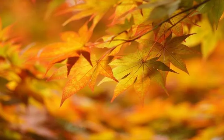 otoño, hojas, fondos de pantalla, wallpaper wallpaper | Tardor ...