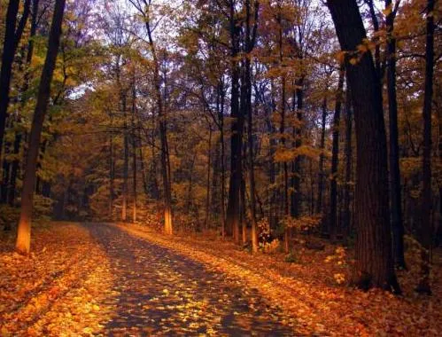 MariaJose: 50 Wallpapers - Otoño 1280 X 1024 MariaJose: 50 Wallpapers - Otoño 1280 X 1024