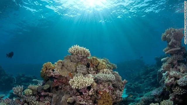Our ocean: Environmental victim or savior? - CNN.com