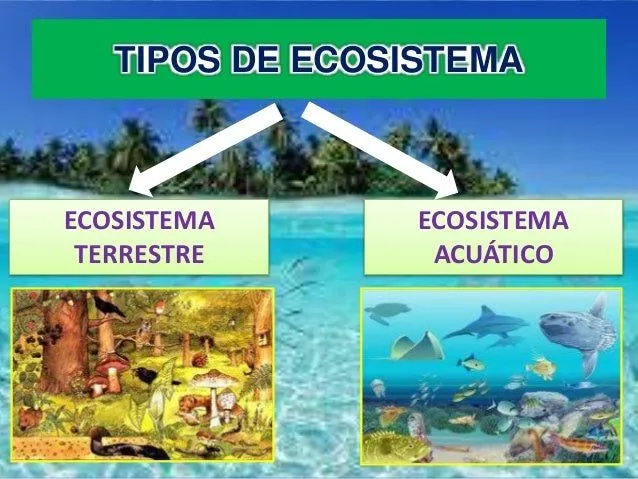 Ova ecosistemas
